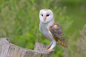 kerkuil (tyto alba) 6-2016 0406
